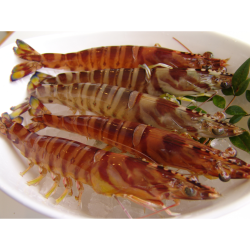 お届け先が沖縄本島内　活車えび超特大500ｇ（宜野座産）